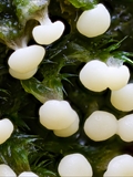 Didymium melanospermum: das Plasmodium ist meist wässrig weiß,  daraus entwickeln sich die Sporocarpien, sie enthalten die Sporen.  Die Außenhaut der Sporocarpien, die Peridie, ist dicht mit Kalk-Kristallen bedeckt,  es sieht aus, als ob sie mit Mehl bestäubt sind. 